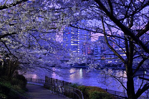 Sakura evening