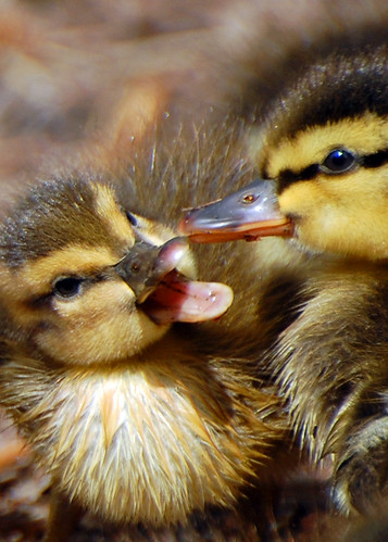 A Duckling Candid by J Bespoy.