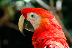 Scarlet Macaw up close