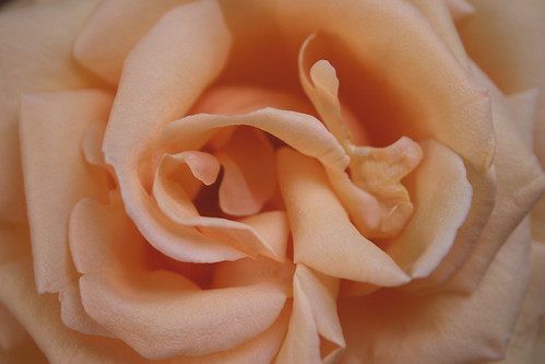 Breath of Life rose petals - Macro