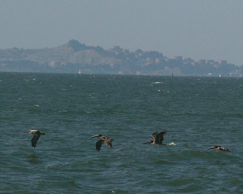 San Francisco Bay Pelicans