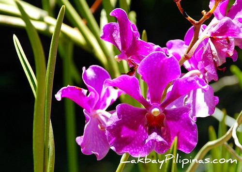 Vanda Orchids at Malagos Garden Resort