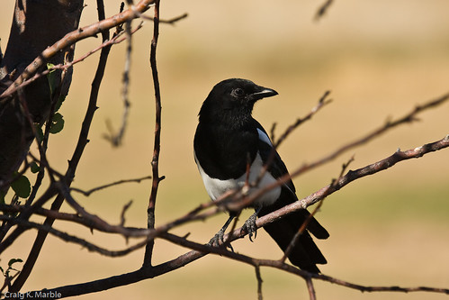 Black-billed Magpie (1 of 2)