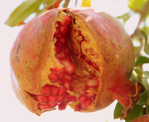 The Pomegranate !!!!! by puri_.