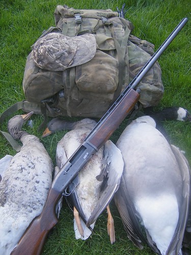 3 Geese with the 10 Bore