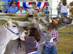 100 Things to see at the fair #66: Show cows