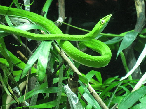 Snake Monterey Bay Aquarium