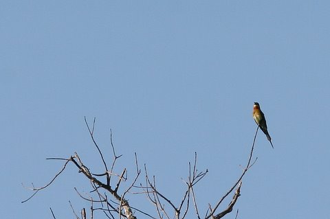 blue-tailed bee-eater k gudi 180308