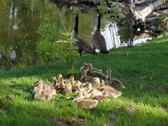 Sammamish River Trail: A family of geese near 1 mi