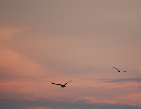 Seagulls at Dusk