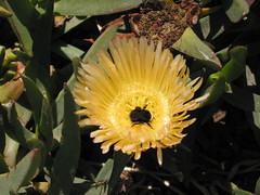 100_0026-Bee on flower