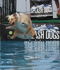 Flying Dog vs. Tennis Ball