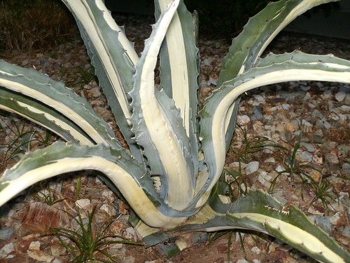 Plants & Cactus in Phoenix