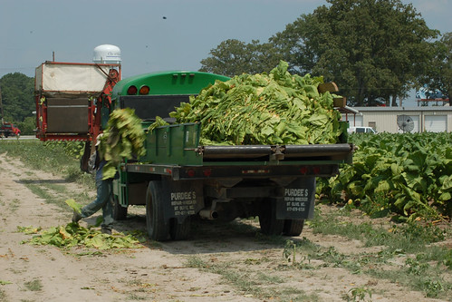 A worker picks up tobacco leaves and puts them on a truck that will take them to a barn, in Kinston, NC. 