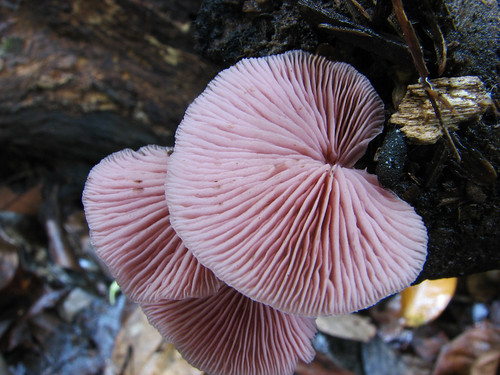 Rainforest Fungi with Colour for Today - Pink Crepidotus sp. - PINK