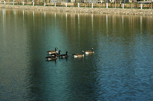 Oracle Ducks