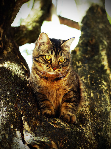 wallpaper kucing comel. cat persian comel kucing