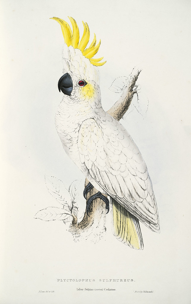 Plyctolophus sulphureus. Lesser sulphur-crested cockatoo