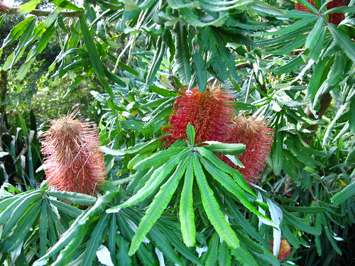 Banksia 2