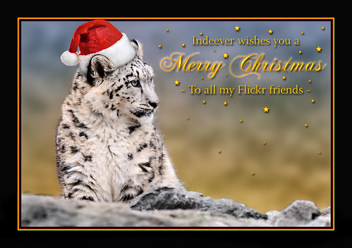Tambako the Jaguar 拍攝的 Merry Christmas!。