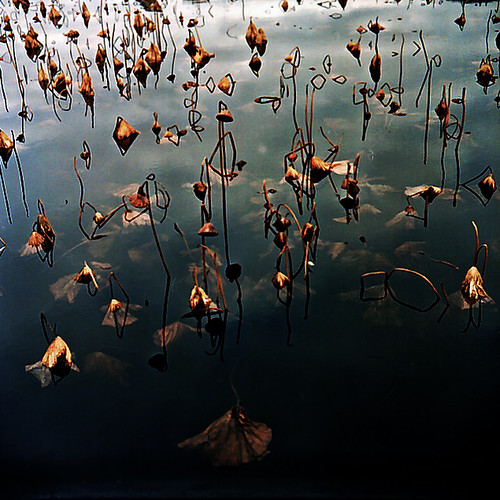 Winter lotus pond