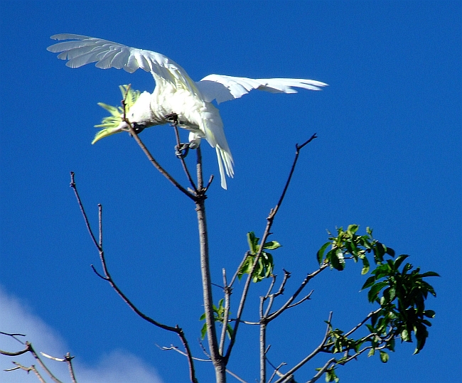 cockatoo in treetop
