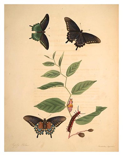 04-Illustration of Papilio Philenor. Aristolochia Serpentaria 3