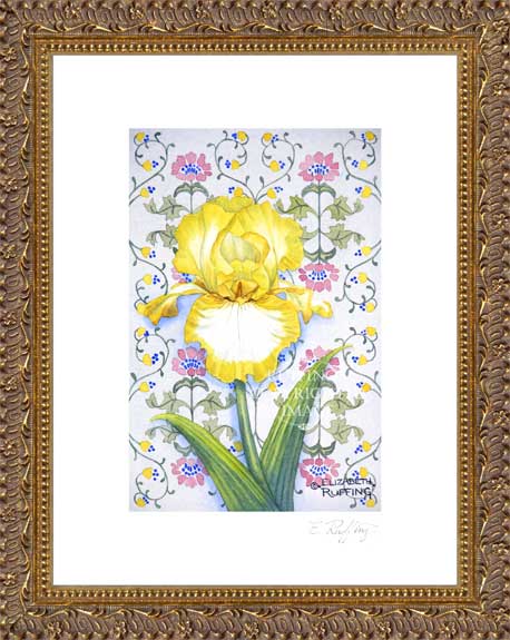 Yellow and White Iris by Elizabeth Ruffing Framed Print