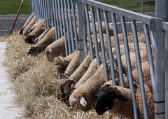 Lambs at live market