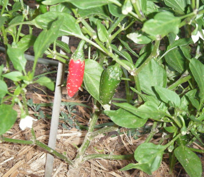 Santiago Hybrid Pepper Plant