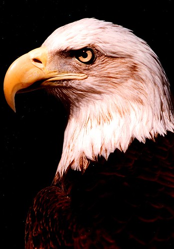 golden eagle head. wallpaper Golden Eagle Head
