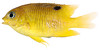 Stegastes diencaeus, Juvenile (Longfin Damselfish)