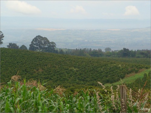 你拍攝的 21 Kenya - Coffee Farm。