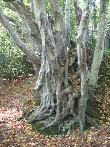 Carpinus betulus - haagbeuk. Foto: Hapticflapjack. Creative Commons License