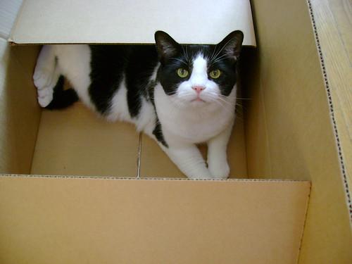 maeve loves this box