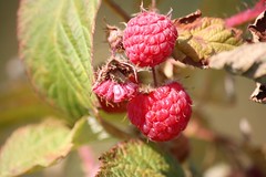 Framboesa / Red Raspberry