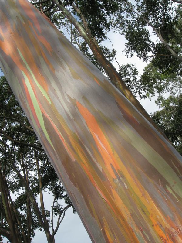 Rainbow Eucalyptus tree