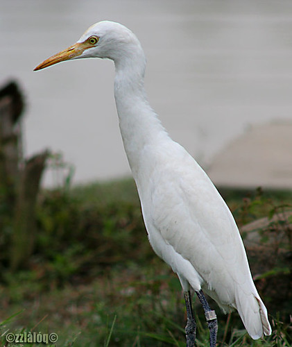 Bangau Kerbau @ Cattle Egret 