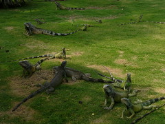 Also known as Parque de Las Iguanas