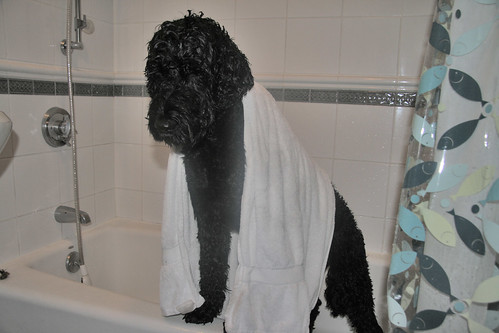skippy in the tub