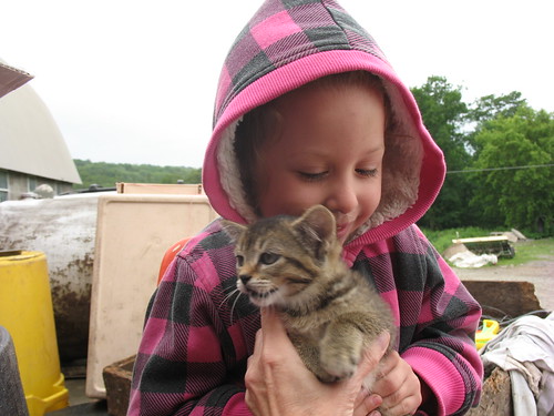 Daisy with a kitten at the dairy farm