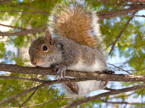 Friendly Squirrel