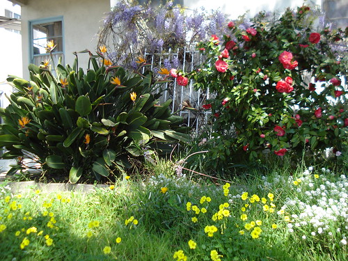 Front Yard Flowers 010
