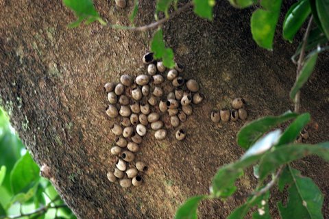 broken egg/pupa cases on ilex paraguensis tree lalbagh 220308