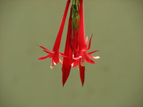 unid ornamental red star-like flower kodai 230508