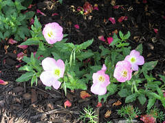evening primrose grown from seed