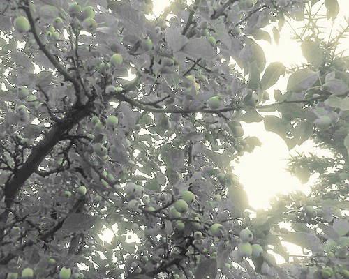 Crab Apple Tree by LostMyHeadache