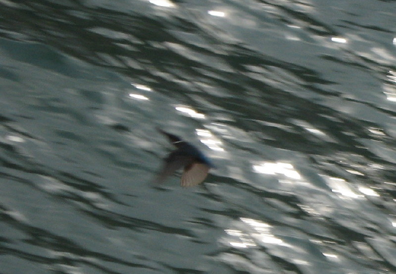 21-8-2008-mysteriousbird