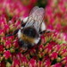 Kelvingrove Park Bee 01