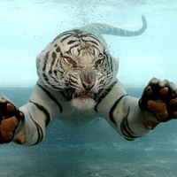 white-tiger-swimming copy